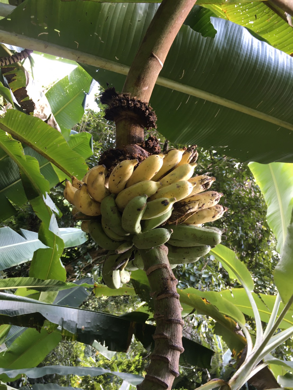 กล้วยป่า Musa acuminata Colla ssp. malaccensis (Rindl.) Simmonds<br/>MUSACEAE