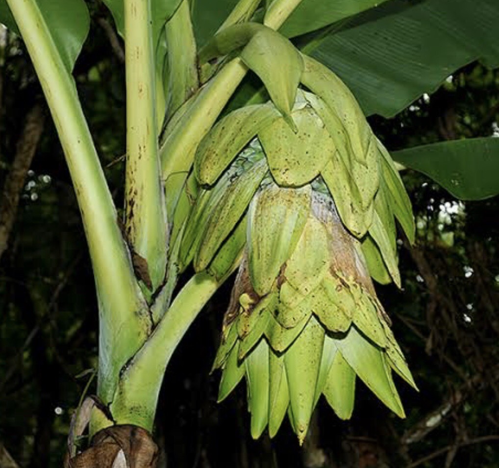 กล้วยนวล Ensete glaucum (Roxb.) Cheesman<br/>MUSACEAE