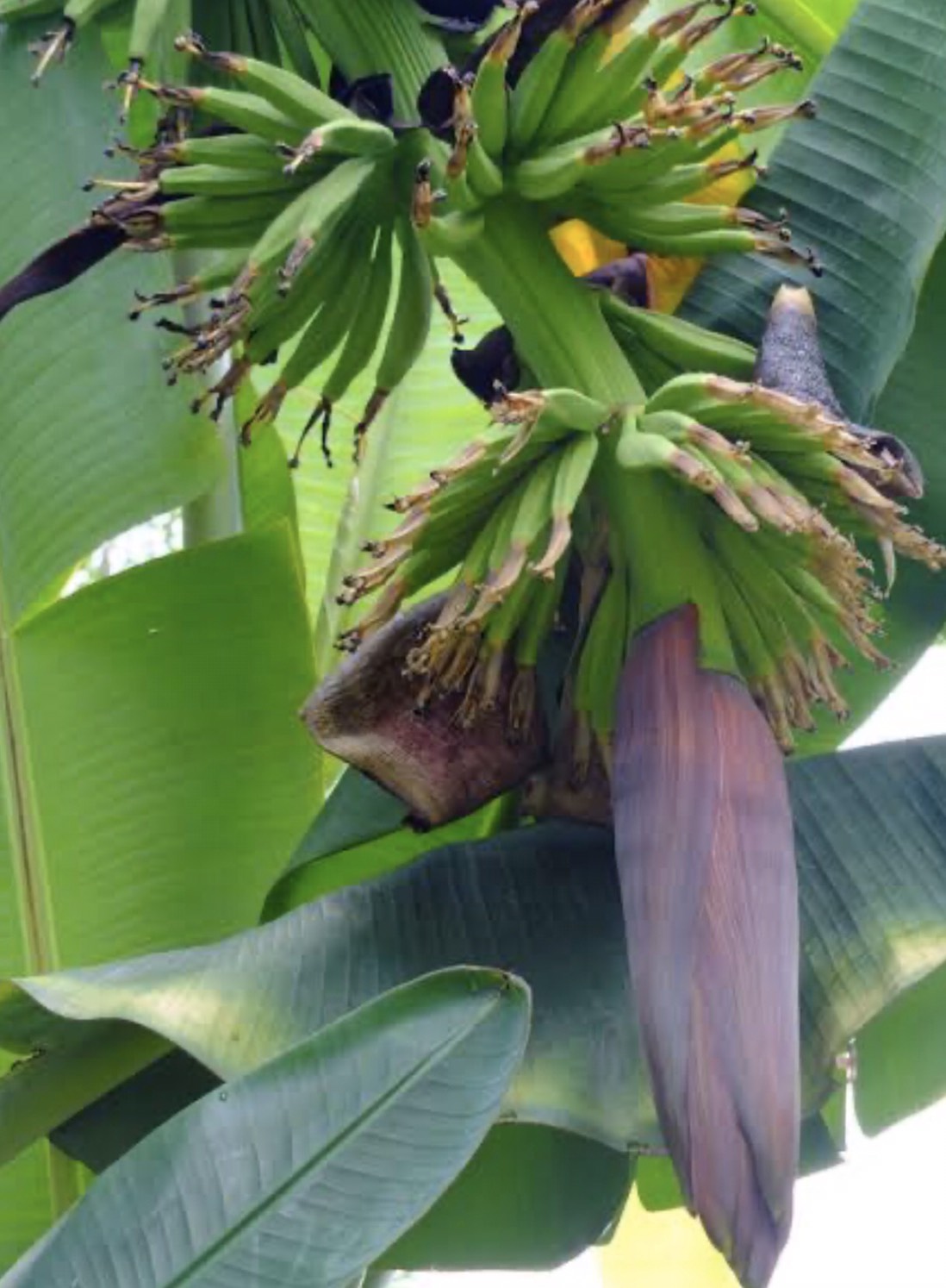 กล้วยสา Musa (AA Group) ‘Sa’<br/>MUSACEAE