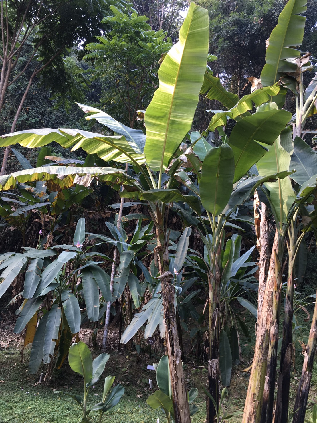 กล้วยตานีด่าง Musa ballbisiana Colla 'Variegated' <br/>MUSACEAE