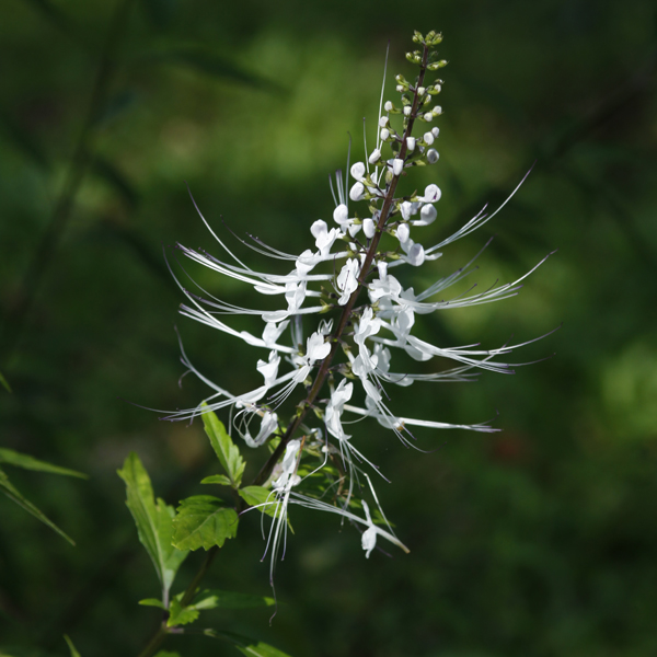 หญ้าหนวดแมว Orthosiphon aristatus (Blume) Miq.<br/>LAMIACEAE (LABIATAE)