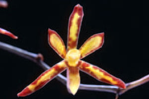 เอื้องแมลงปอเล็ก Arachnis labrosa (Lindl. & Paxton) Rchb.f.<br/>ORCHIDACEAE