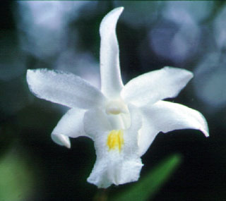 หวายตะมอย Dendrobium crumenatum Sw.<br/>ORCHIDACEAE