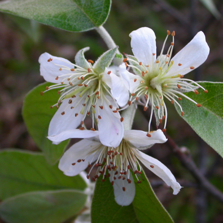 มักขี้หนู Docynia indica (Andr.) Decne.<br/>ROSACEAE