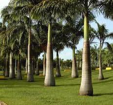 ปาล์มขวด Roystonea regia (H.B.K.) Cook<br/>ARECACEAE (PALMAE)