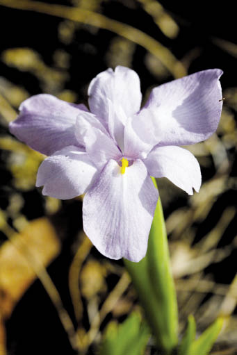 ไอริส Iris collettii Hook.f.<br/>IRIDACEAE