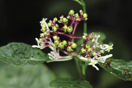 เข็มพระราม Chassalia curviflora (Wall.) Thwaites<br/>RUBIACEAE