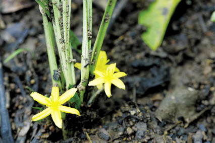 หญ้าดอกคำ Hypoxis aurea Lour.<br/>HYPOXIDACEAE