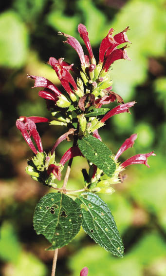 แสงแดง Colquhounia coccinea Wall.<br/>LAMIACEAE