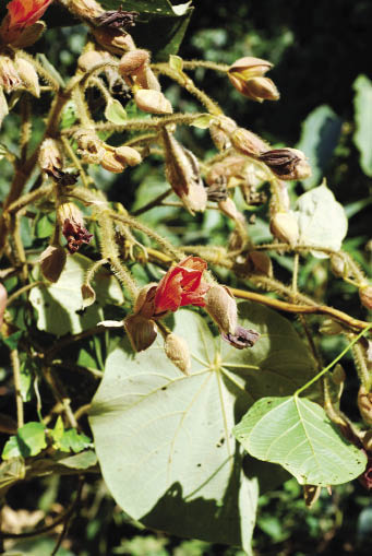 ปอหู Hibiscus macrophyllus Roxb. ex Hornem.<br/>MALVACEAE