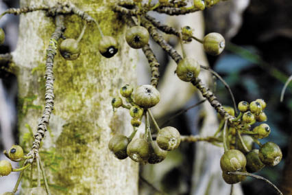 เดื่อเพาะ Ficus rosulata C.C. Berg<br/>MORACEAE