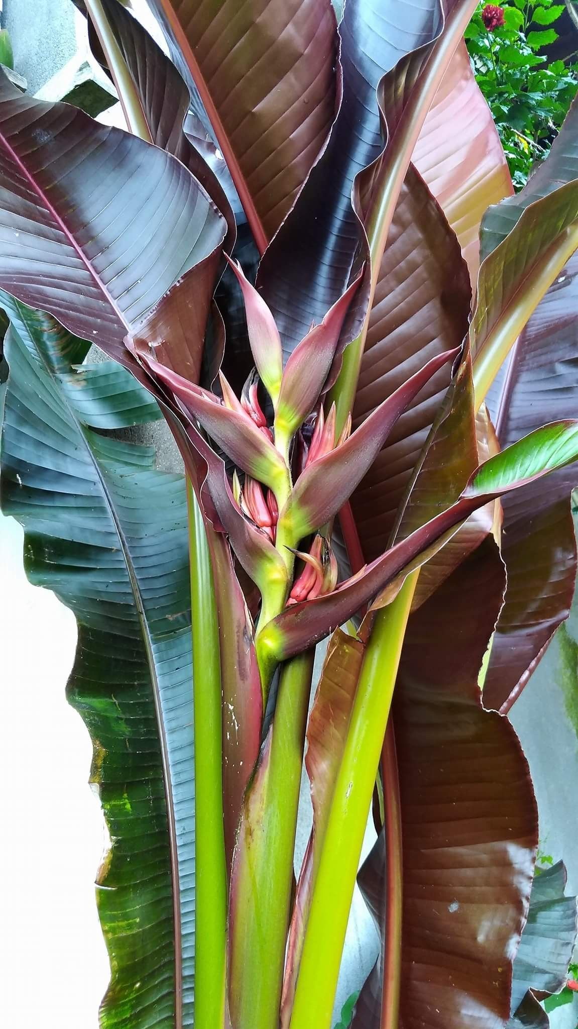 กล้วยประดับ  Heliconia indica Lamk.<br/>HELICONIACEAE