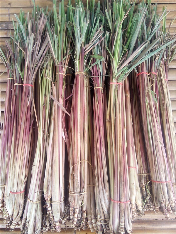 ตะไคร้หอม Cymbopogon nardus (L.) Rendle<br/>POACEAE