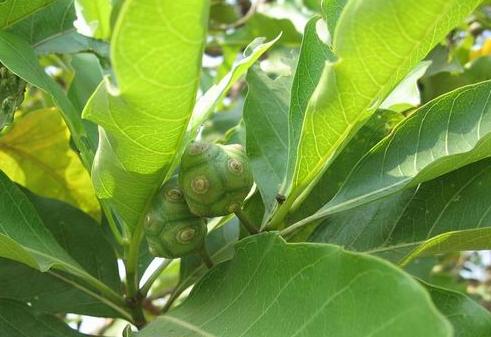 ยอป่า Morinda tomentosa B.Heyne ex Roth<br/>RUBIACEAE