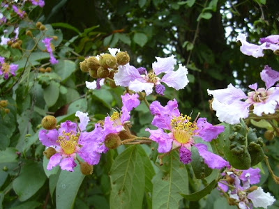 เปื๋อยป่า Lagerstroemia cochinchinensis Pierre<br/>LYTHRACEAE