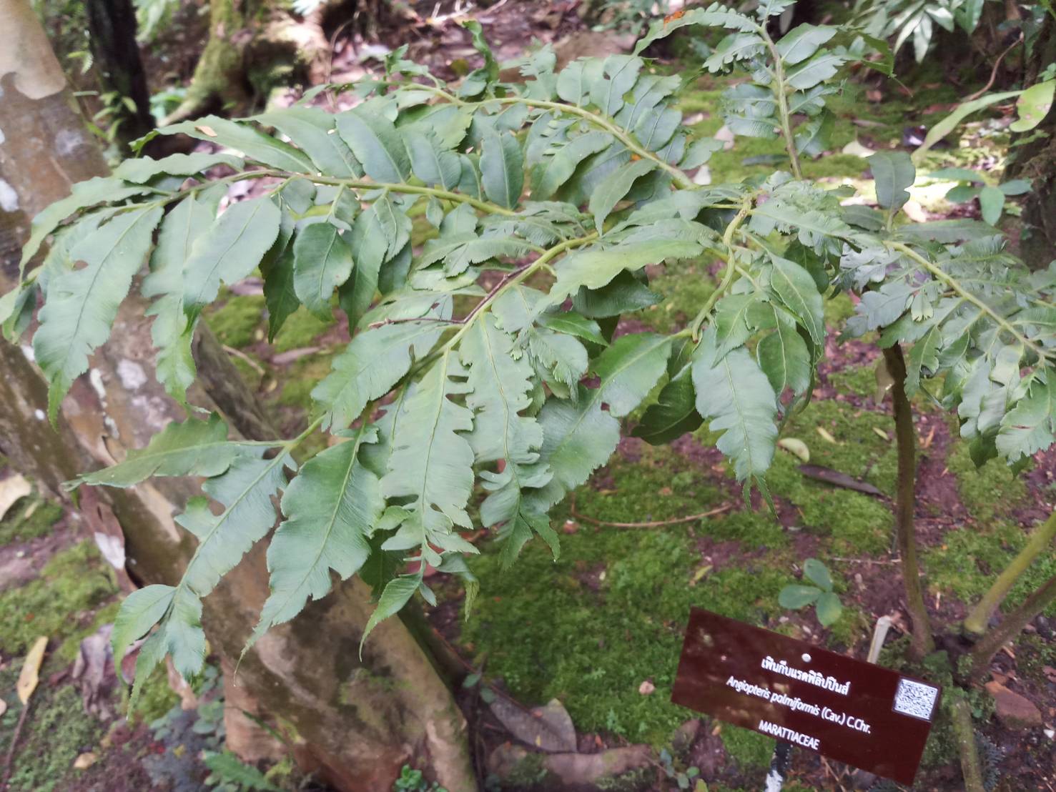 เฟินกีบแรดฟิลิปปินส์ Angiopteris palmiformis (Cav.)C.Chr. <br/>Marattiaceae