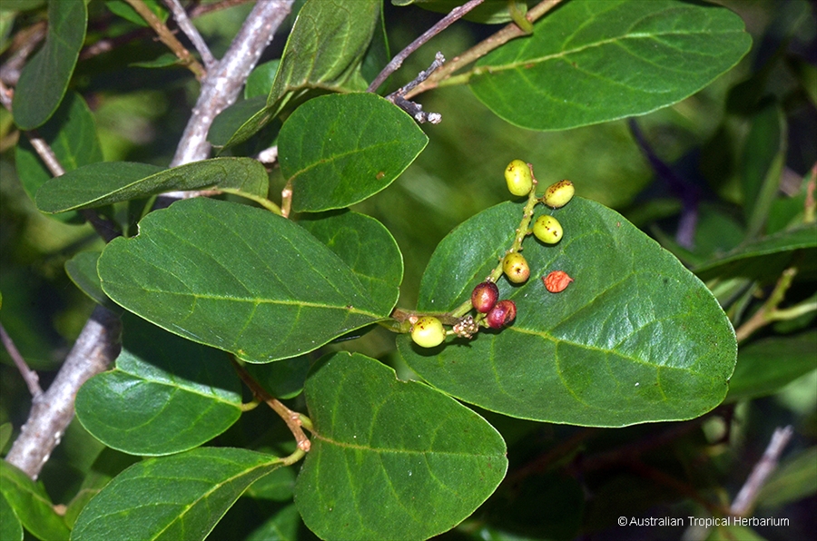 เม่าไข่ปลา Antidesma ghaesembilla Gaertn. <br/>PHYLLANTHACEAE