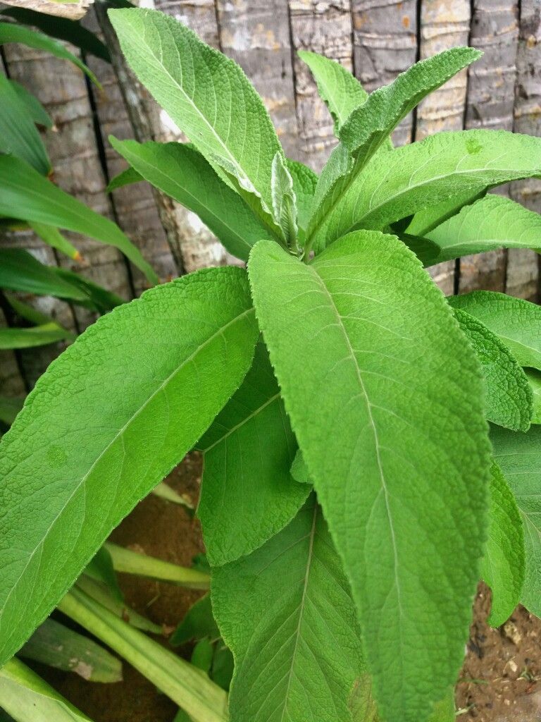 หนาดใหญ่ Blumea balsamifera (L.) DC.<br/>ASTERACEAE