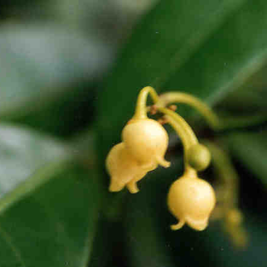 จันทน์เทศ Myristica fragrans Houtt.<br/>MYRISTICACEAE