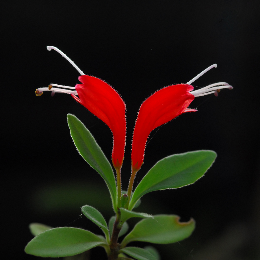 ไก่แดง Aeschynanthus Hildebrandii Hemsl.<br/>GESNERIACEAE