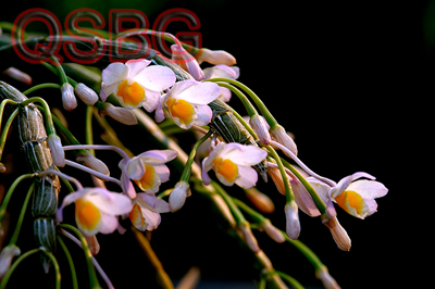 เอื้องสายน้ำเขียว Dendrobium crepidatum Lindl. & Paxton<br/>ORCHIDACEAE