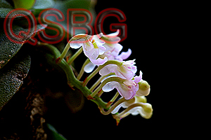 เอื้องมณีน้อย Schoenorchis seidenfadenii Pradhan<br/>ORCHIDACEAE