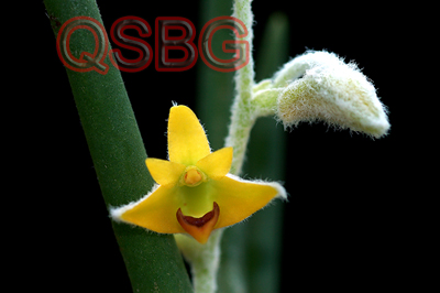 เอื้องนิ้วนาง Eria pannea Lindl.<br/>ORCHIDACEAE