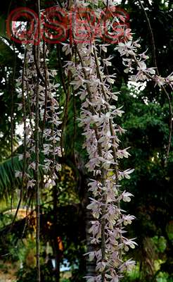 เอื้องย้อยไม้ Dendrobium aphyllum (Roxb.) Fischer<br/>ORCHIDACEAE