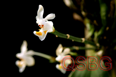 เอื้องหนูขาว Doritis gibbosa (H.R. Sweet) T. Yukawa & K. Kita<br/>ORCHIDACEAE