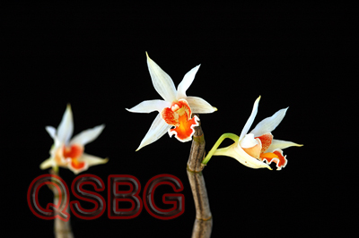 เอื้องแซะภูลังกา Dendrobium xanthophlebium Lindl.<br/>ORCHIDACEAE