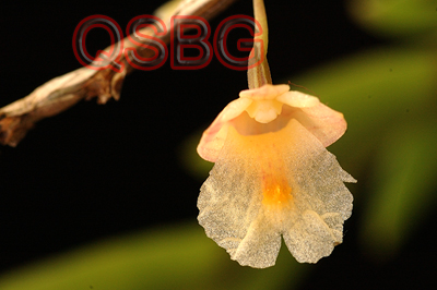 เอื้องหางปลา Dendrobium mannii Ridl.<br/>ORCHIDACEAE