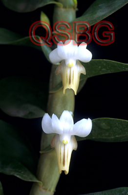 เอื้องทอง Dendrobium ellipsophyllum Tang & Wang<br/>ORCHIDACEAE