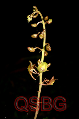 หูเสือ Crepidium acuminatum (D.Don) Szlach.<br/>ORCHIDACEAE