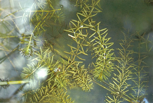 สาหร่ายหางกระรอก Hydrilla verticillata (L.f.) Royle<br/>HYDROCHARITACEAE