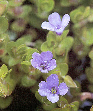 ลานไพลิน Bacopa caroliniana (Walt.) Rob.<br/>SCROPHULARIACEAE