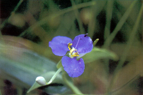 ผักปลาบนา Commelina diffusa Burm.f.<br/>COMMELINACEAE