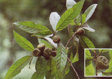 ก่อแดง Quercus kingiana Craib<br/>FAGACEAE