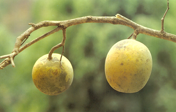 มะตูม Aegle marmelos (L.) Corrêa<br/>RUTACEAE