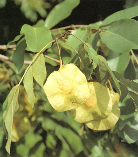 ประดู่ Pterocarpus macrocarpus Kurz<br/>FABACEAE (LEGUMINOSAE-PAPILIONOIDEAE)