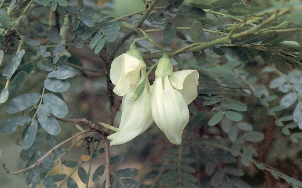 แคบ้าน Sesbania grandiflora Desv<br/>FABACEAE (LEGUMINOSAE-PAPILIONOIDEAE)