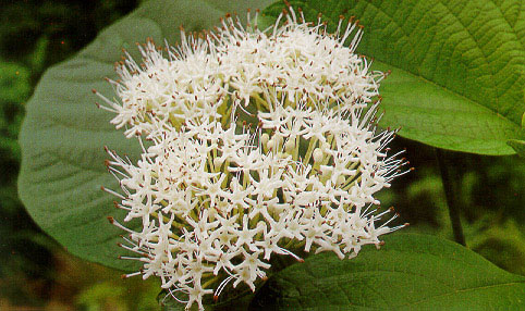 ปิ้งขาว Clerodendrum colebrookianum Walp.<br/>VERBENACEAE