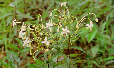 ท้าวยายม่อม Clerodendrum petasites S. Moore<br/>VERBENACEAE