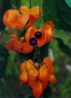 ค้างคาว Harpullia arborea Radlk.<br/>SAPINDACEAE