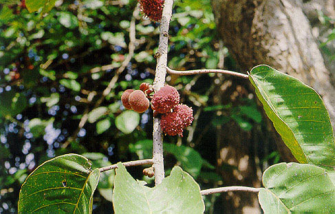 ย่านงด Poikilospermum suaveolens Merr.<br/>URTICACEAE