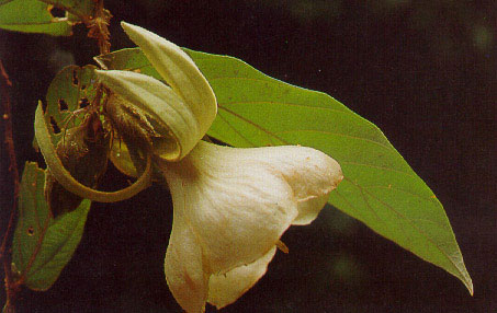 หำฮอก Pterospermum semisagittatum Ham.<br/>STERCULIACEAE