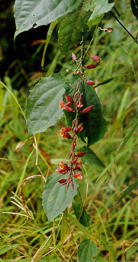 หนามแน่แดง Thunbergia coccinea Wall.<br/>THUNBERGIACEAE