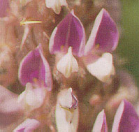 หางเสือ Uraria crinita (L.) Desv. Ex DC.<br/>FABACEAE (LEGUMINOSAE-PAPILIONOIDEAE)