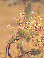 กระบก Irvingia malayana Oliv. ex A.W. Benn.<br/>IRVINGIACEAE