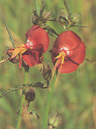 บานเที่ยง Pentapetes phoenicea Linn.<br/>STERCULIACEAE