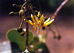 กระเบาใหญ่ Hydnocarpus antelminthica Pierre ex Laness<br/>FLACOURTIACEAE